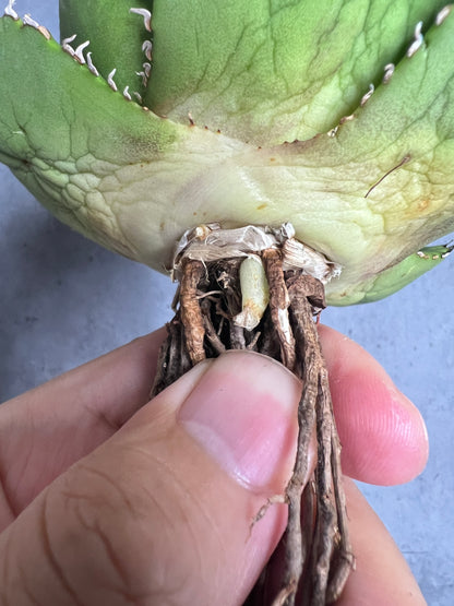 アガベ オテロイ 実生株 管理番号104