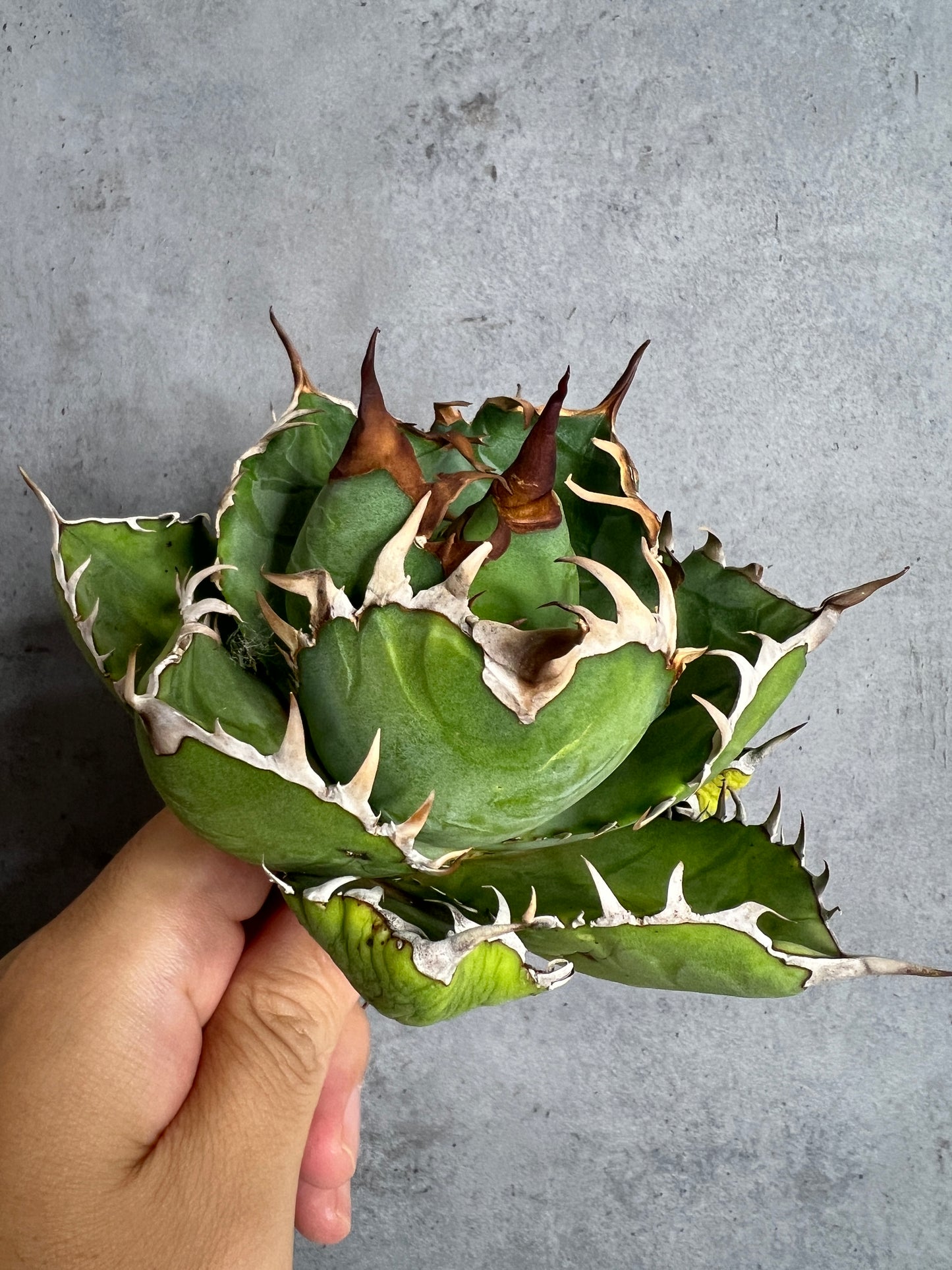 アガベ オテロイ 実生株 管理番号105