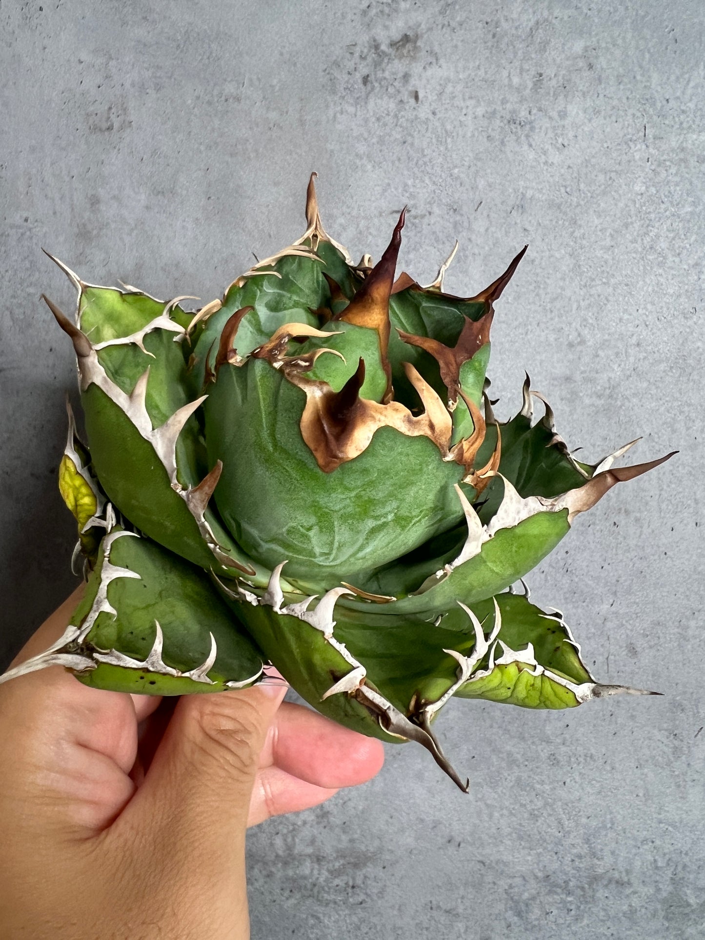 アガベ オテロイ 実生株 管理番号105