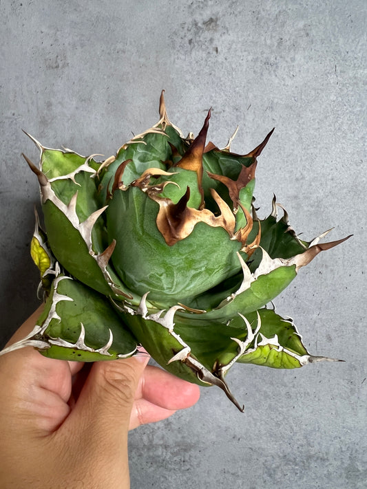 アガベ オテロイ 実生株 管理番号105