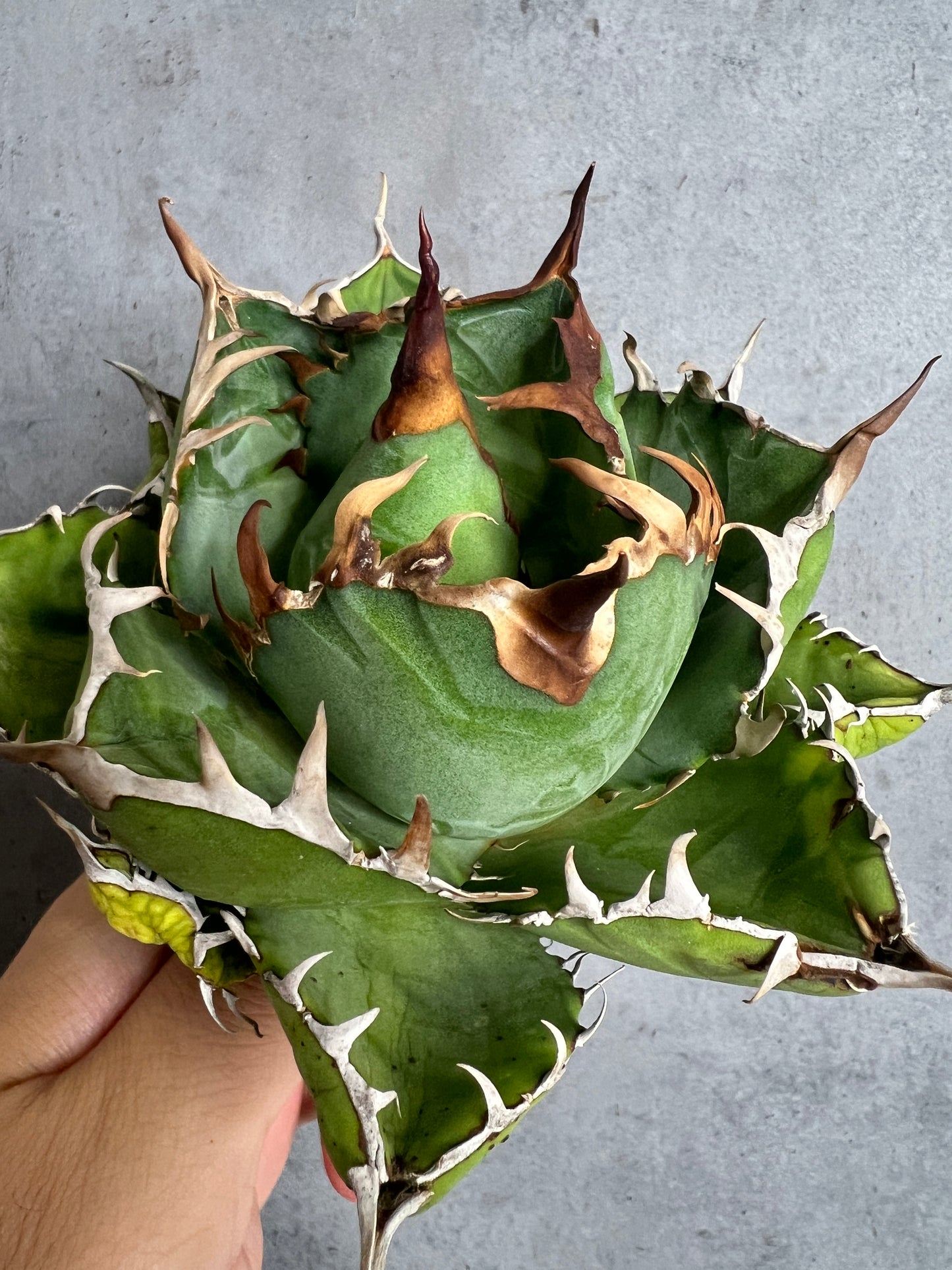 アガベ オテロイ 実生株 管理番号105