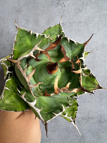 アガベ オテロイ 実生株 管理番号105