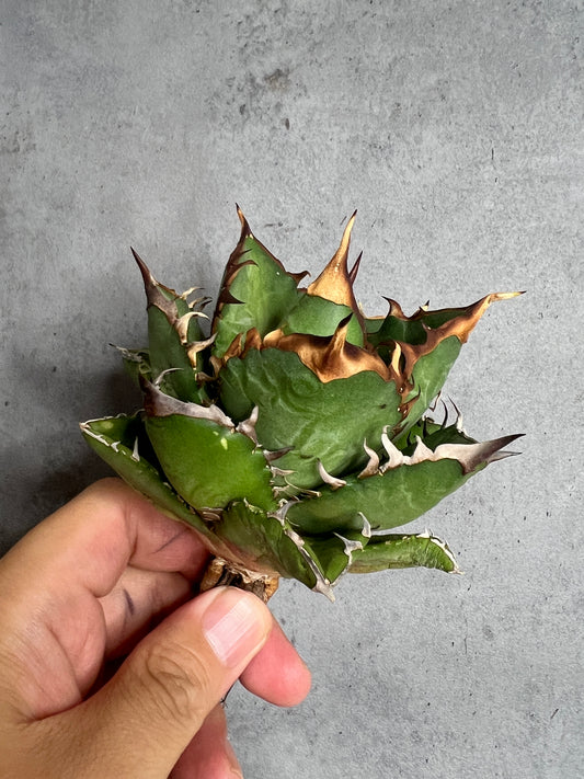 アガベ オテロイ 実生株 管理番号106