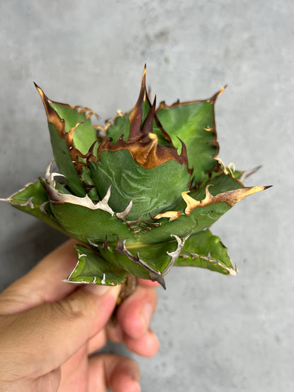 アガベ オテロイ 実生株 管理番号1010