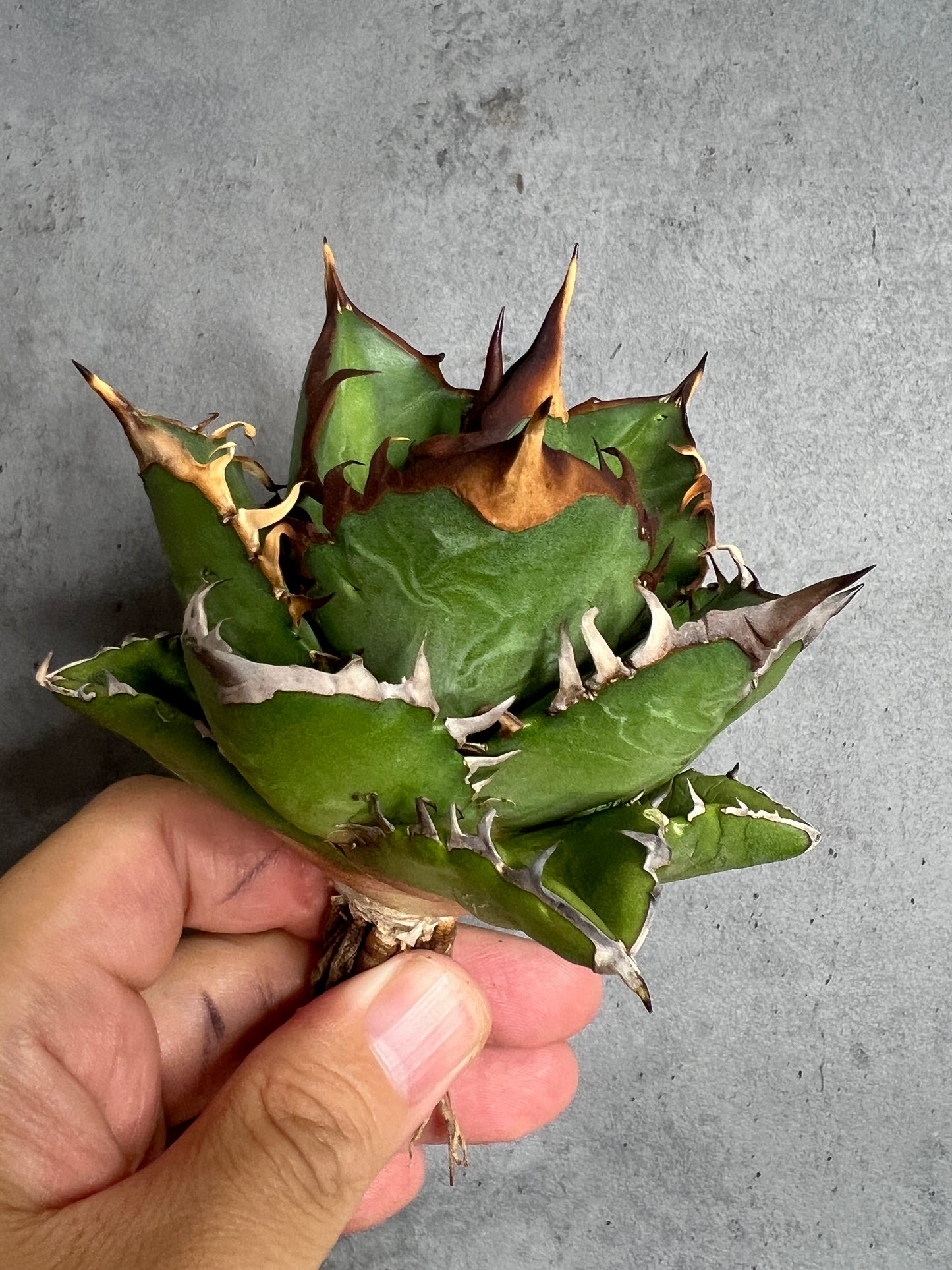 アガベ オテロイ 実生株 管理番号1010