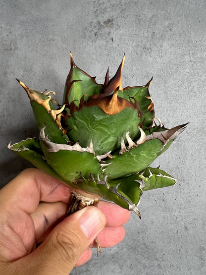 アガベ オテロイ 実生株 管理番号1010