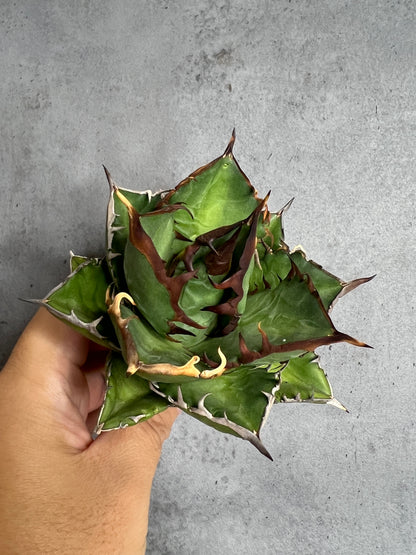 アガベ オテロイ 実生株 管理番号1010