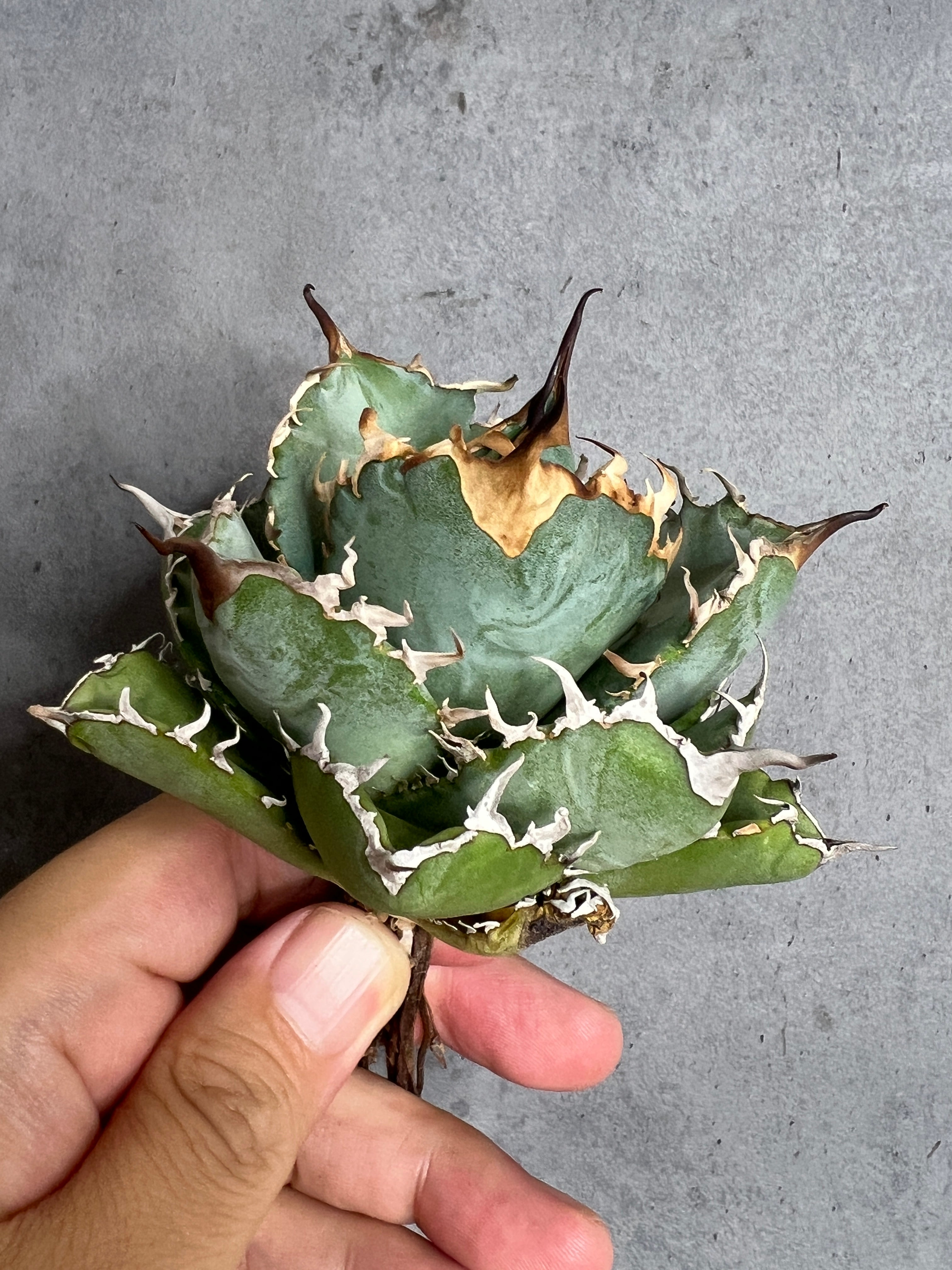 アガベ専門店 BARBAS Plants Lab.