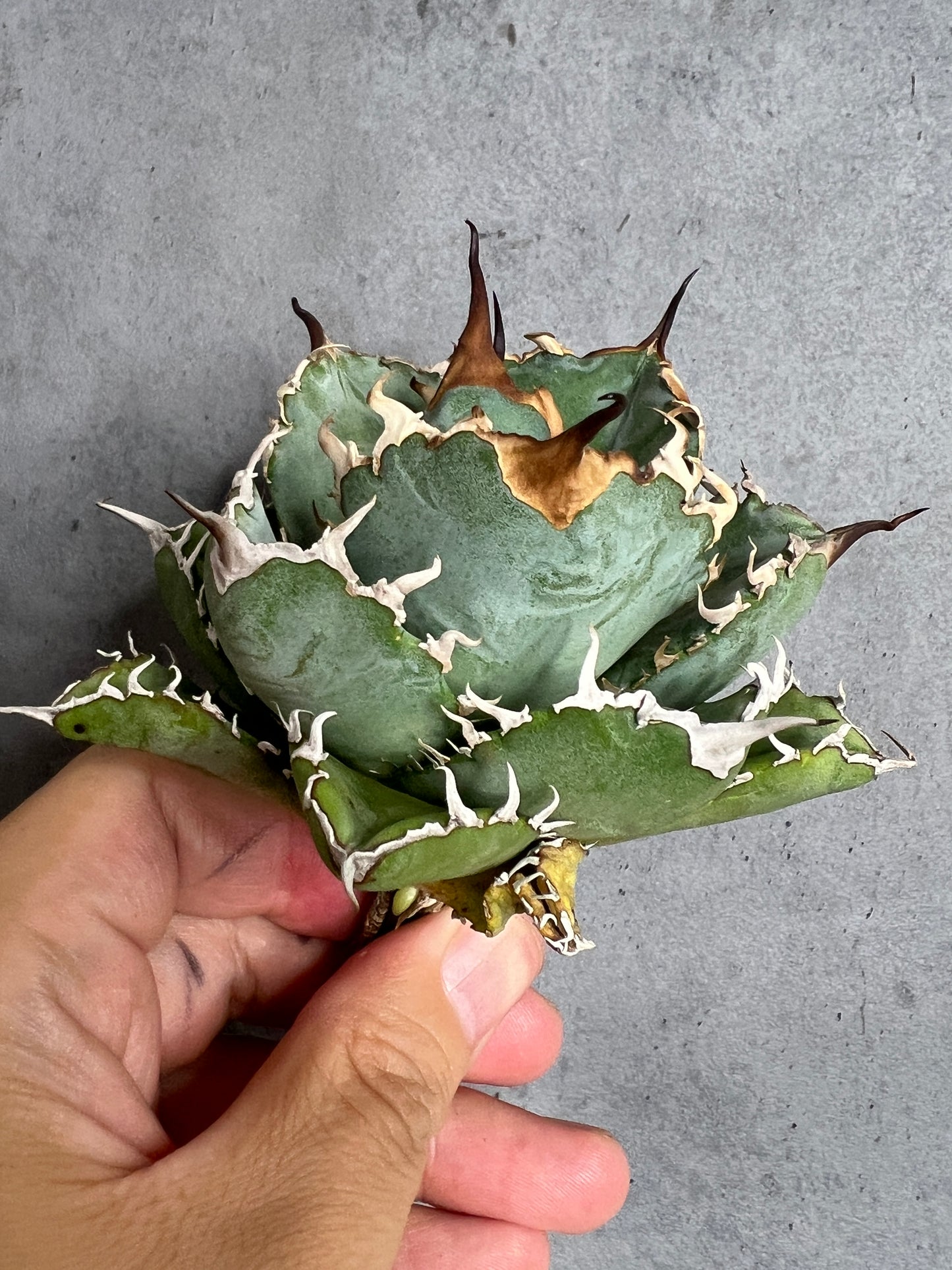 アガベ オテロイ 実生株 管理番号107