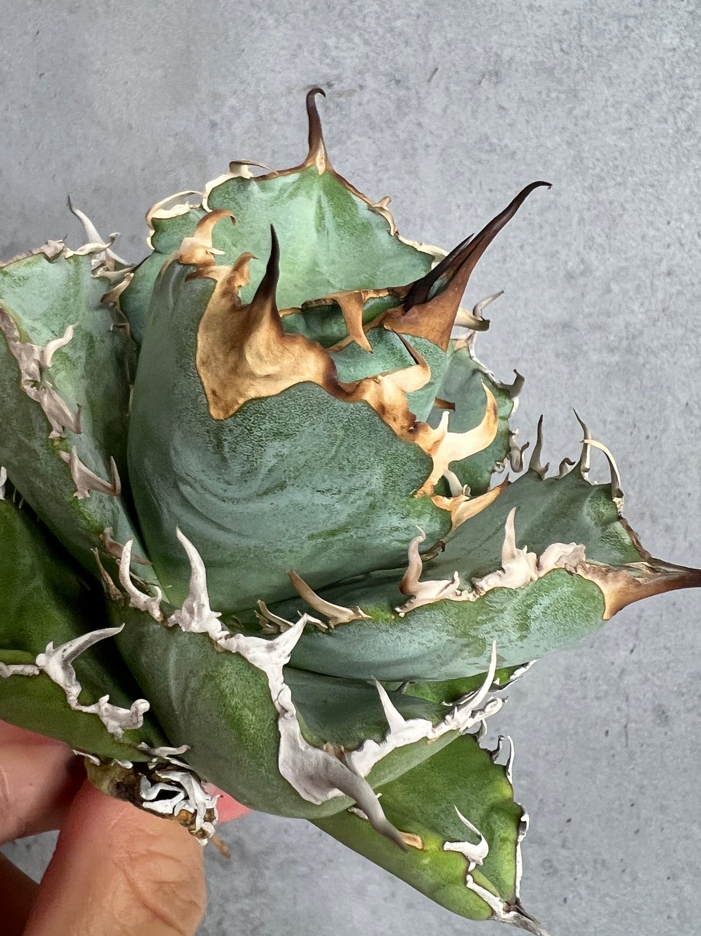 アガベ オテロイ 実生株 管理番号107