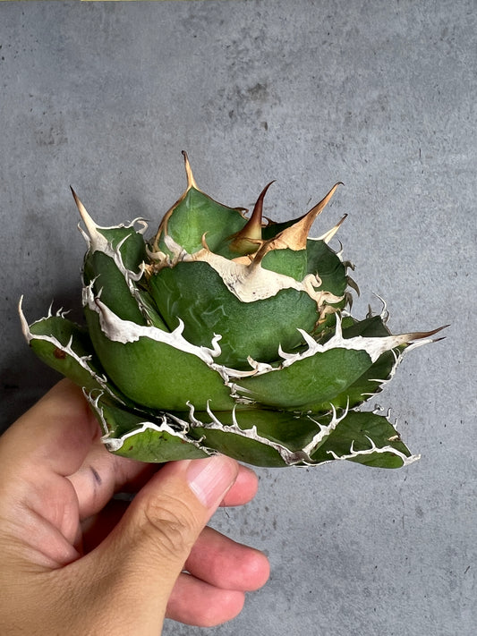 アガベ オテロイ 実生株 管理番号108