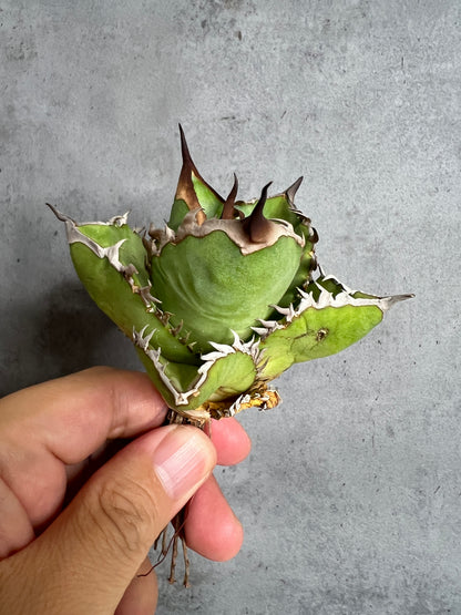 アガベ オテロイ 実生株 管理番号111