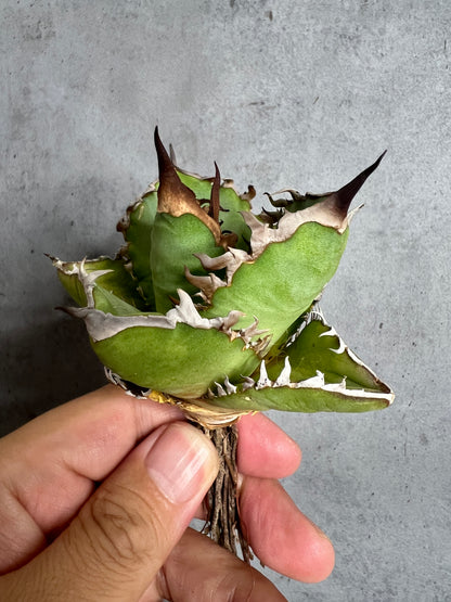 アガベ オテロイ 実生株 管理番号111