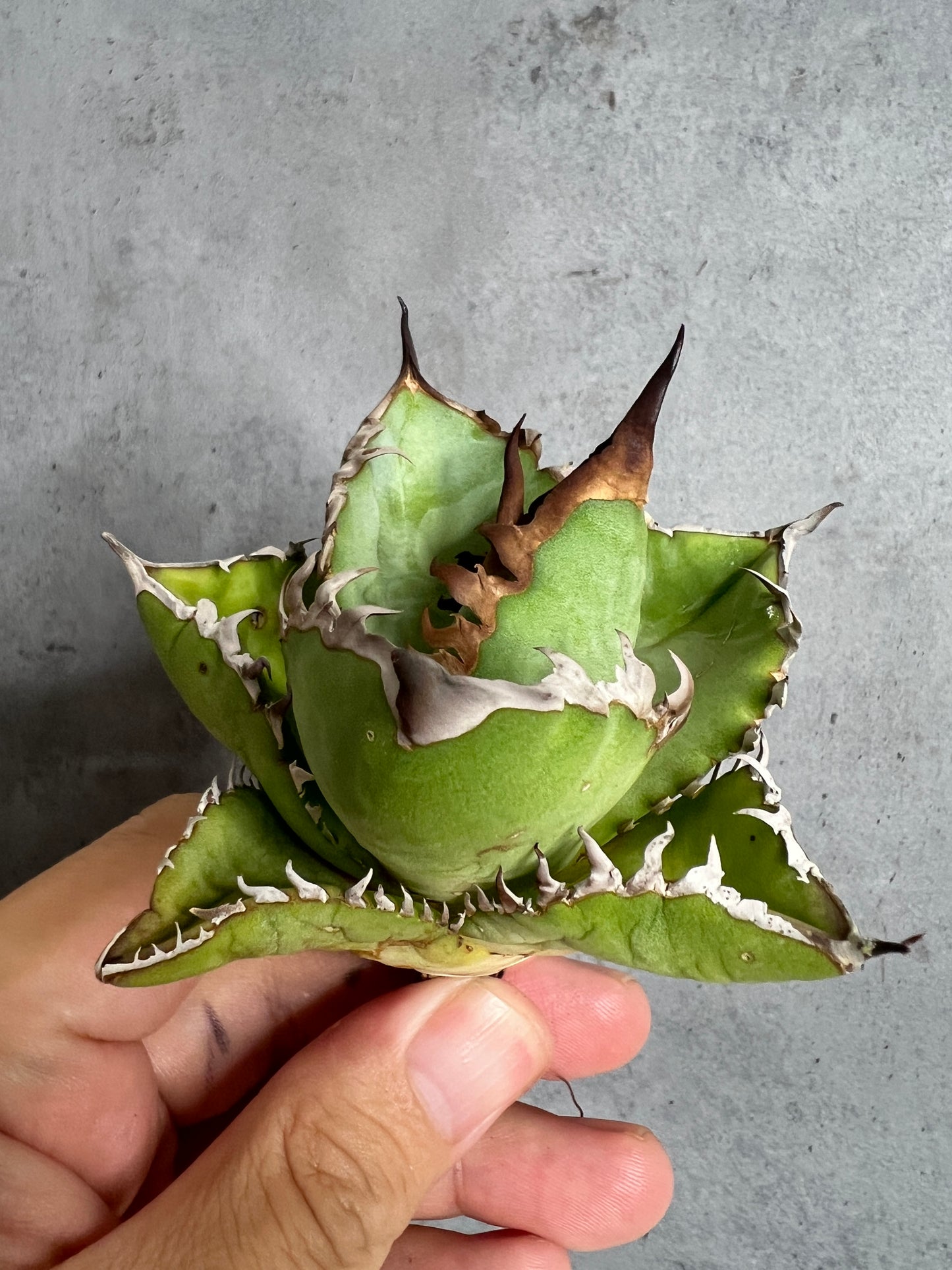 アガベ オテロイ 実生株 管理番号111