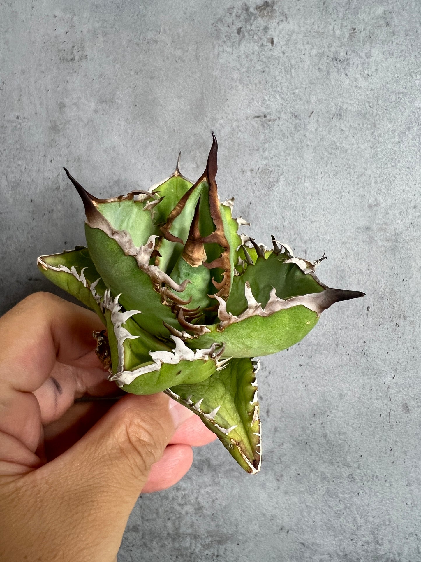 アガベ オテロイ 実生株 管理番号111