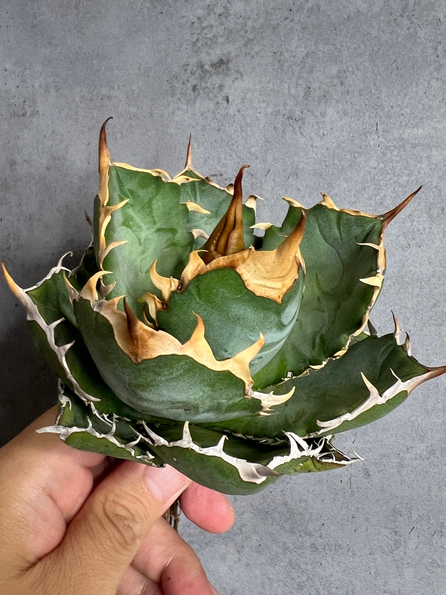 アガベ オテロイ 実生株 管理番号112