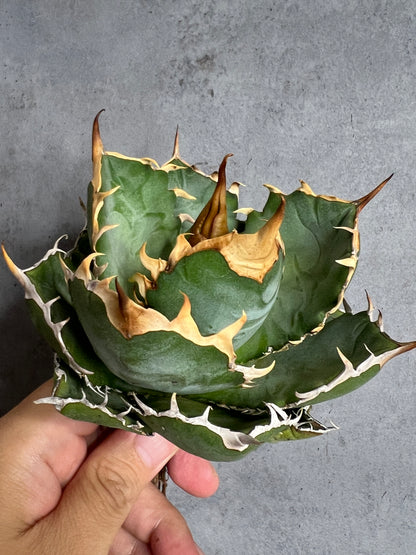 アガベ オテロイ 実生株 管理番号112