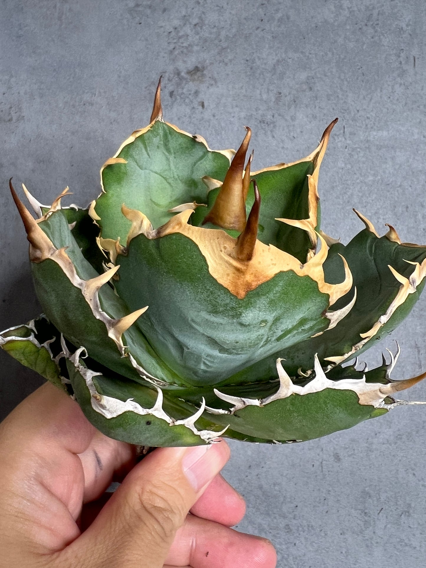 アガベ オテロイ 実生株 管理番号112