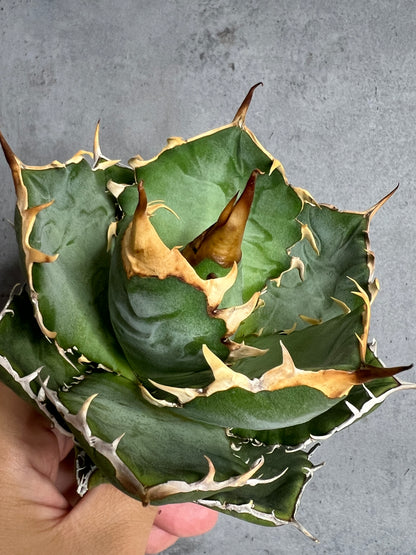 アガベ オテロイ 実生株 管理番号112