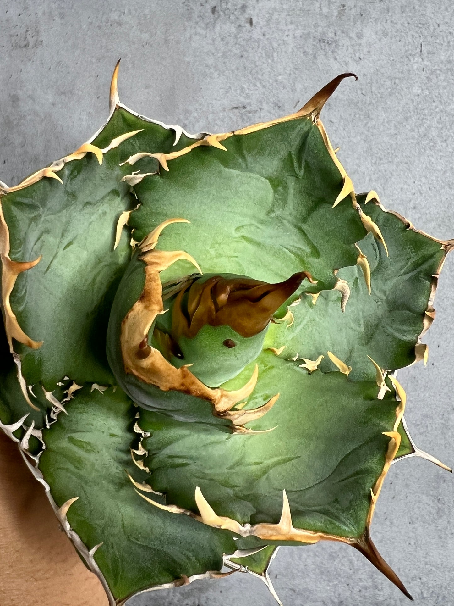 アガベ オテロイ 実生株 管理番号112