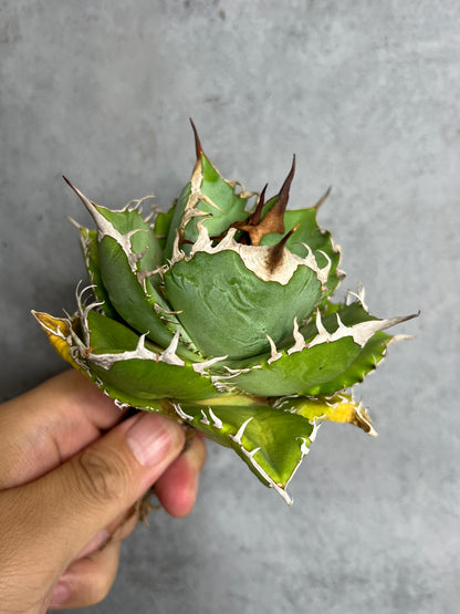 アガベ オテロイ 実生株 管理番号113