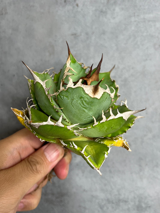 アガベ オテロイ 実生株 管理番号113