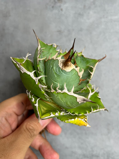 アガベ オテロイ 実生株 管理番号113