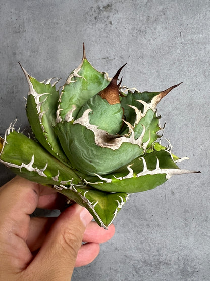 アガベ オテロイ 実生株 管理番号113