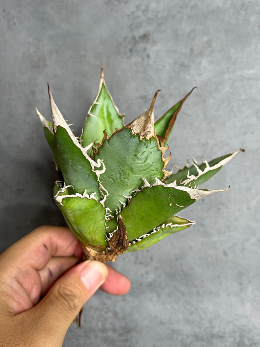 アガベ オテロイ 実生株 管理番号114