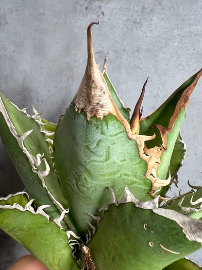 アガベ オテロイ 実生株 管理番号114