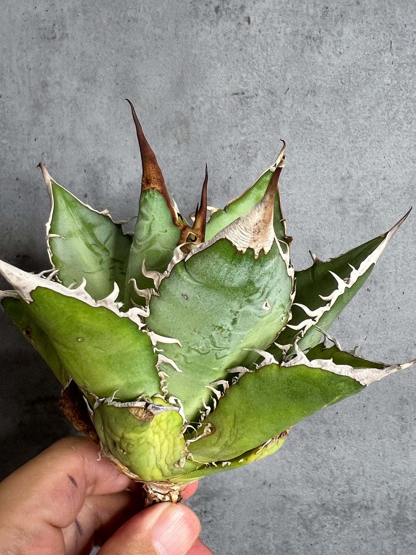 アガベ オテロイ 実生株 管理番号114