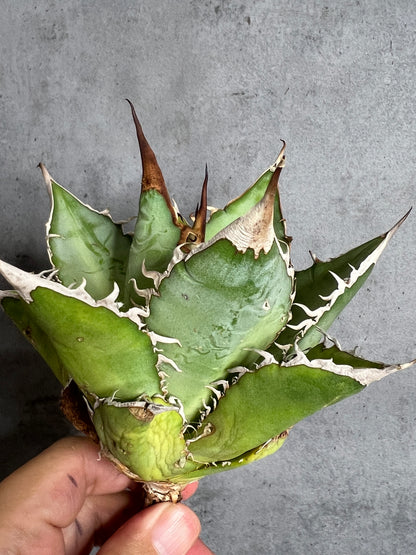 アガベ オテロイ 実生株 管理番号114