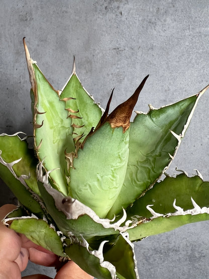 アガベ オテロイ 実生株 管理番号114