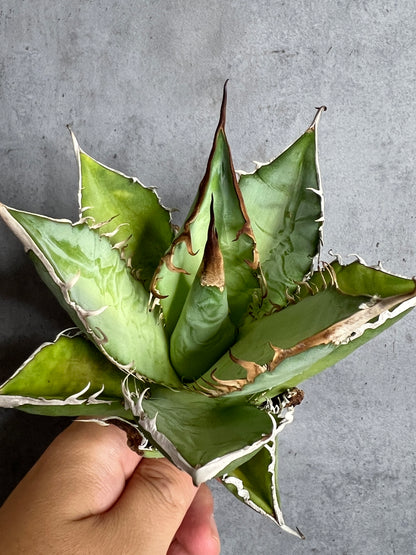 アガベ オテロイ 実生株 管理番号114