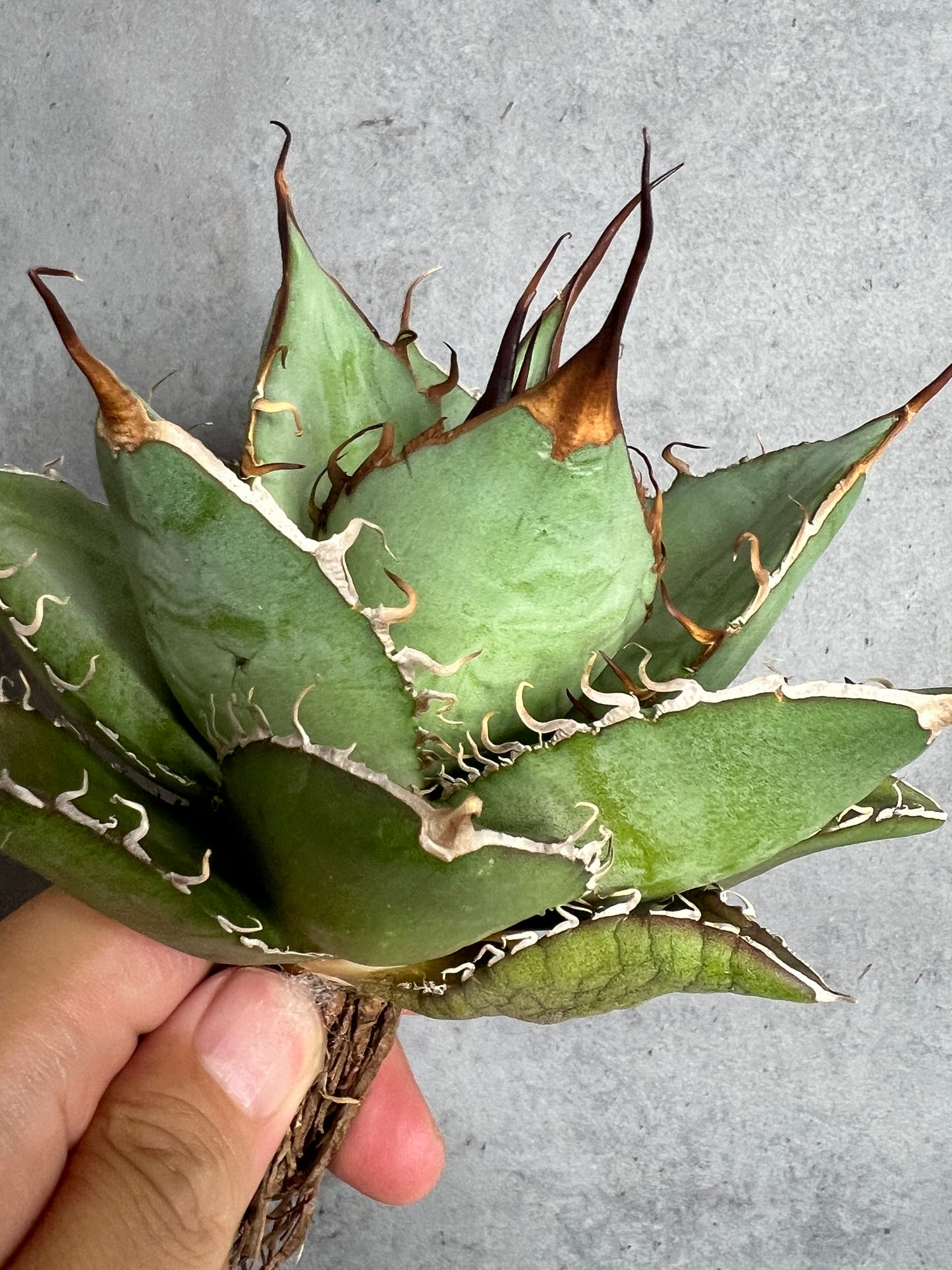 アガベ オテロイ 実生株 管理番号115