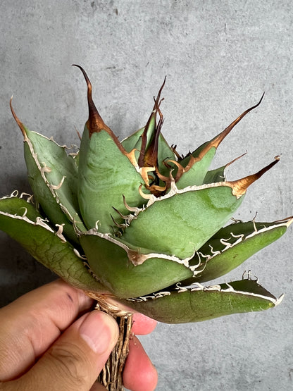 アガベ オテロイ 実生株 管理番号115