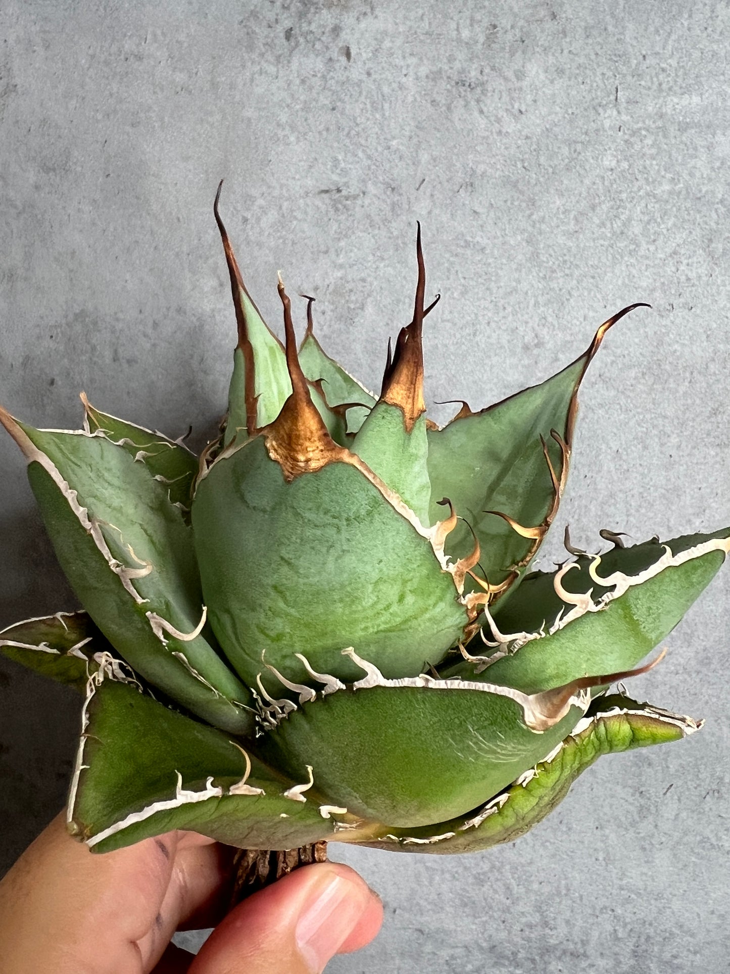 アガベ オテロイ 実生株 管理番号115