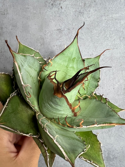 アガベ オテロイ 実生株 管理番号115