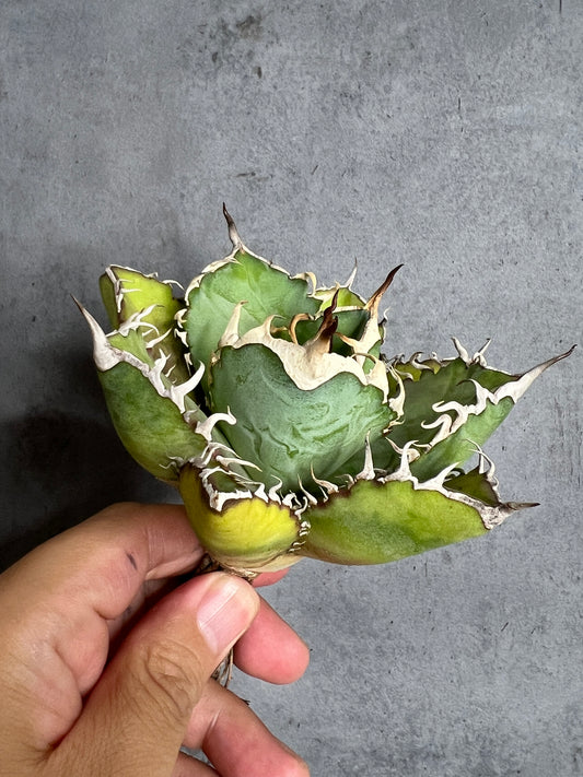 アガベ オテロイ 実生株 管理番号116