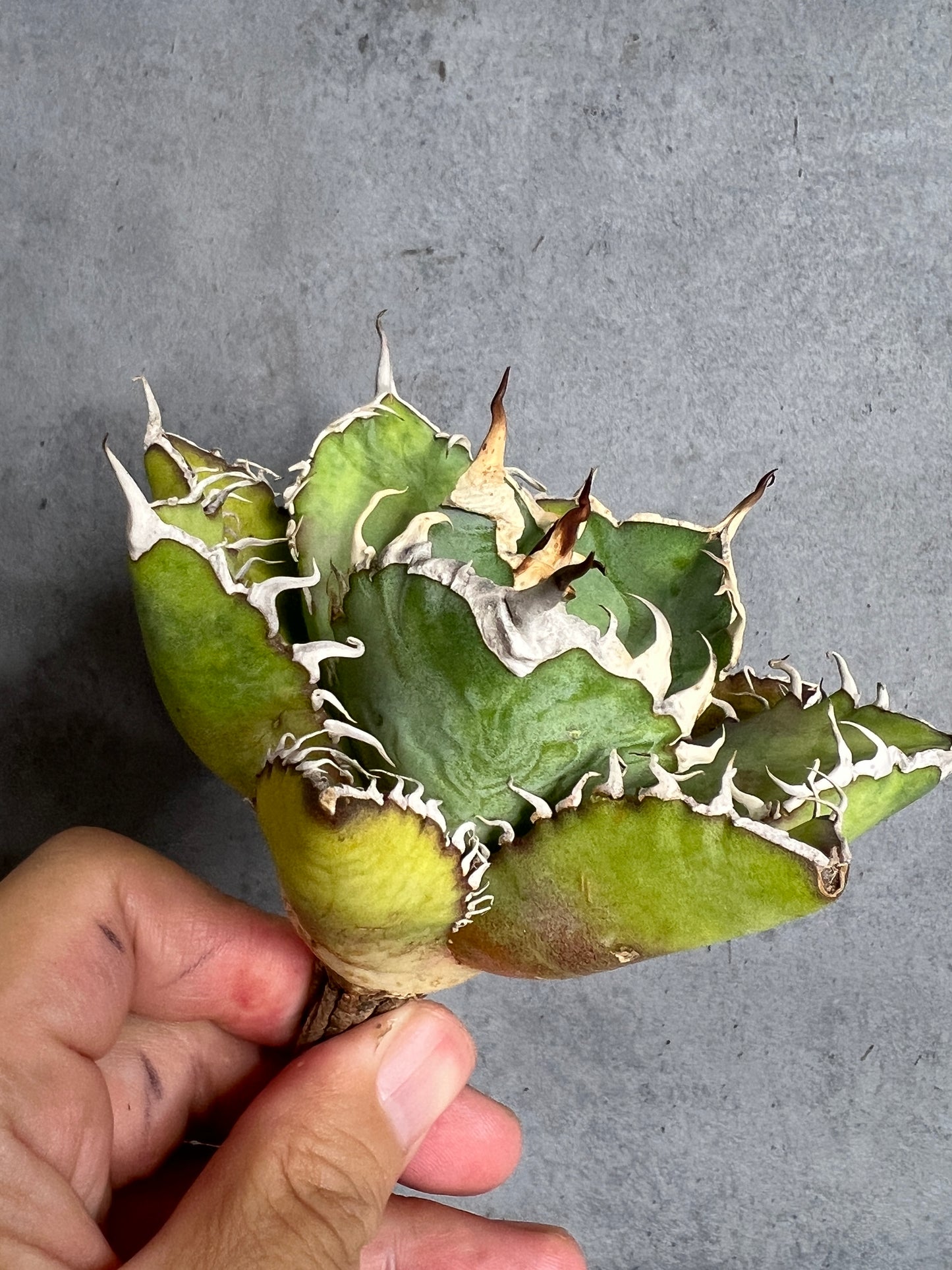 アガベ オテロイ 実生株 管理番号116