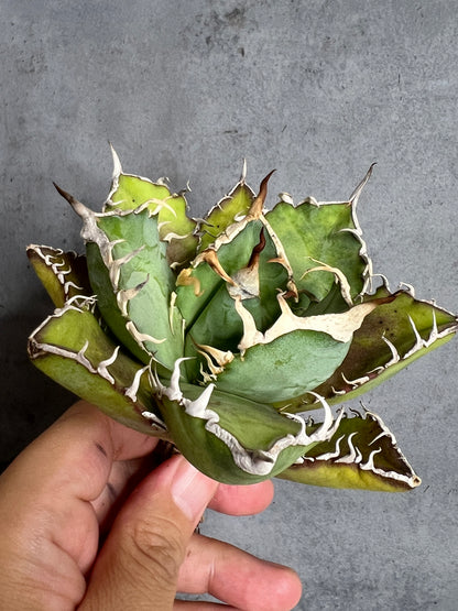 アガベ オテロイ 実生株 管理番号116