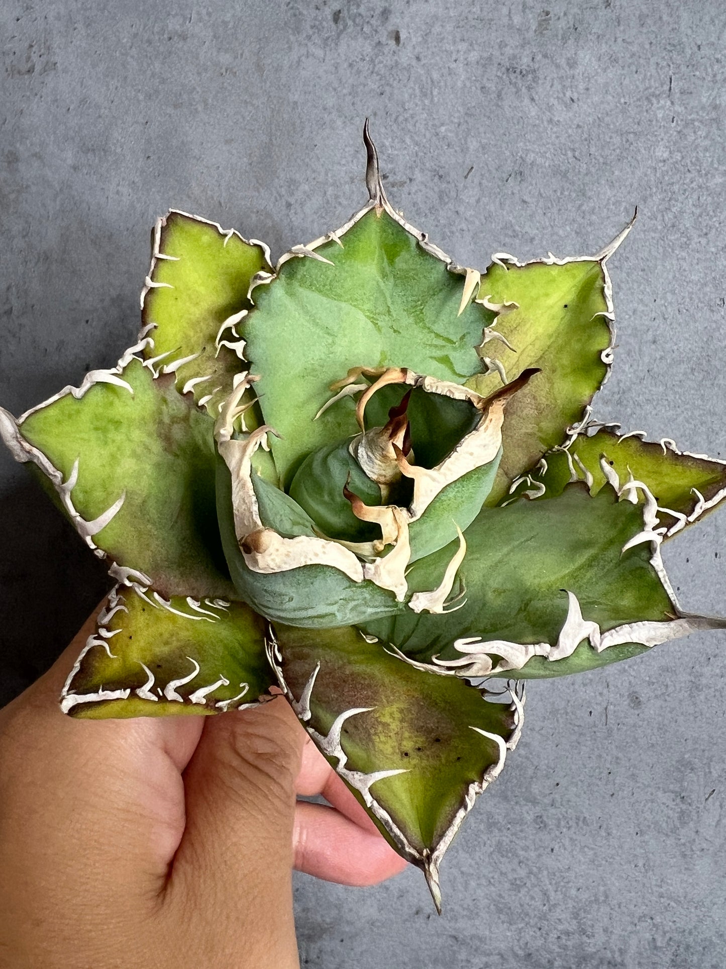 アガベ オテロイ 実生株 管理番号116