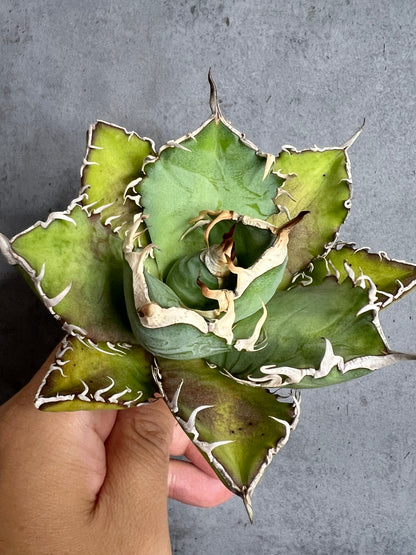 アガベ オテロイ 実生株 管理番号116