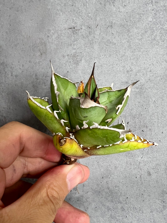 アガベ オテロイ 実生株 管理番号235