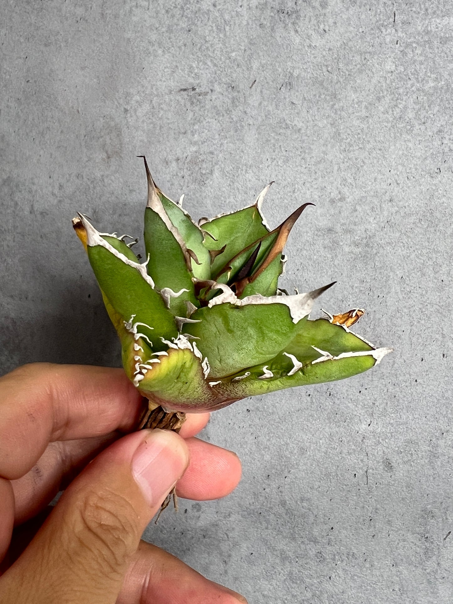 アガベ オテロイ 実生株 管理番号235