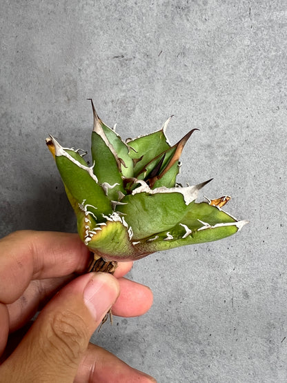 アガベ オテロイ 実生株 管理番号235