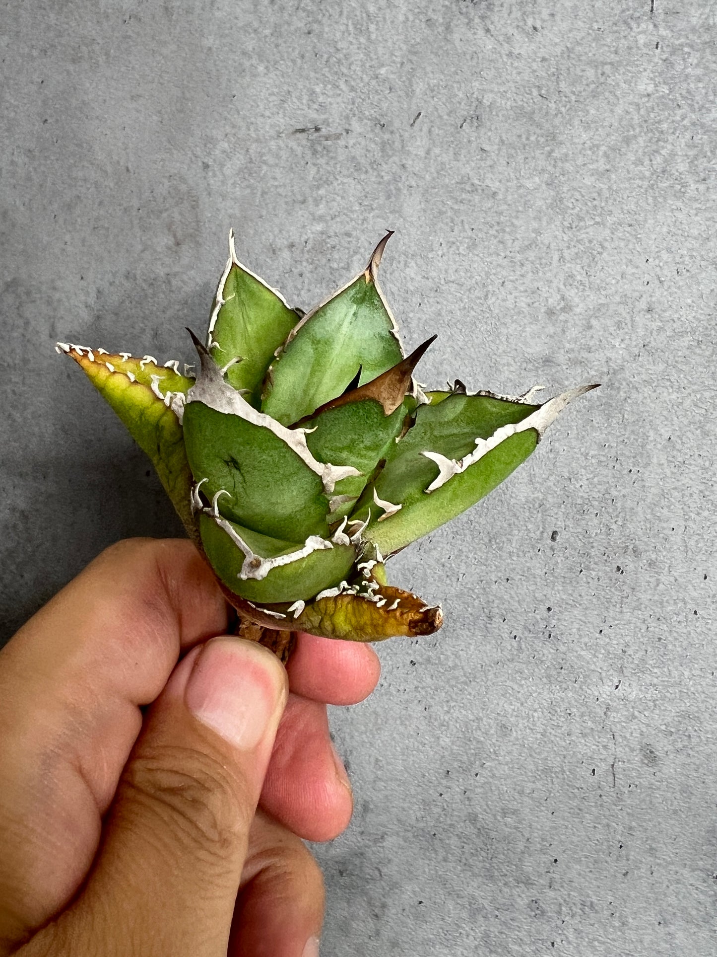 アガベ オテロイ 実生株 管理番号235