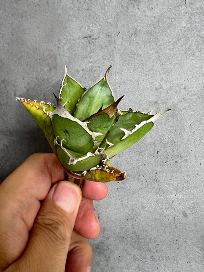 アガベ オテロイ 実生株 管理番号235