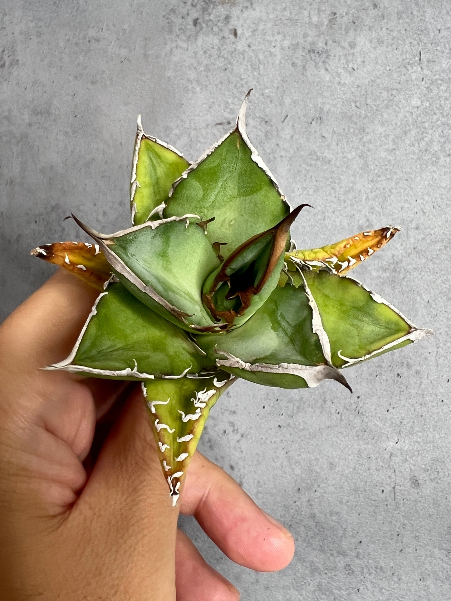 アガベ オテロイ 実生株 管理番号235