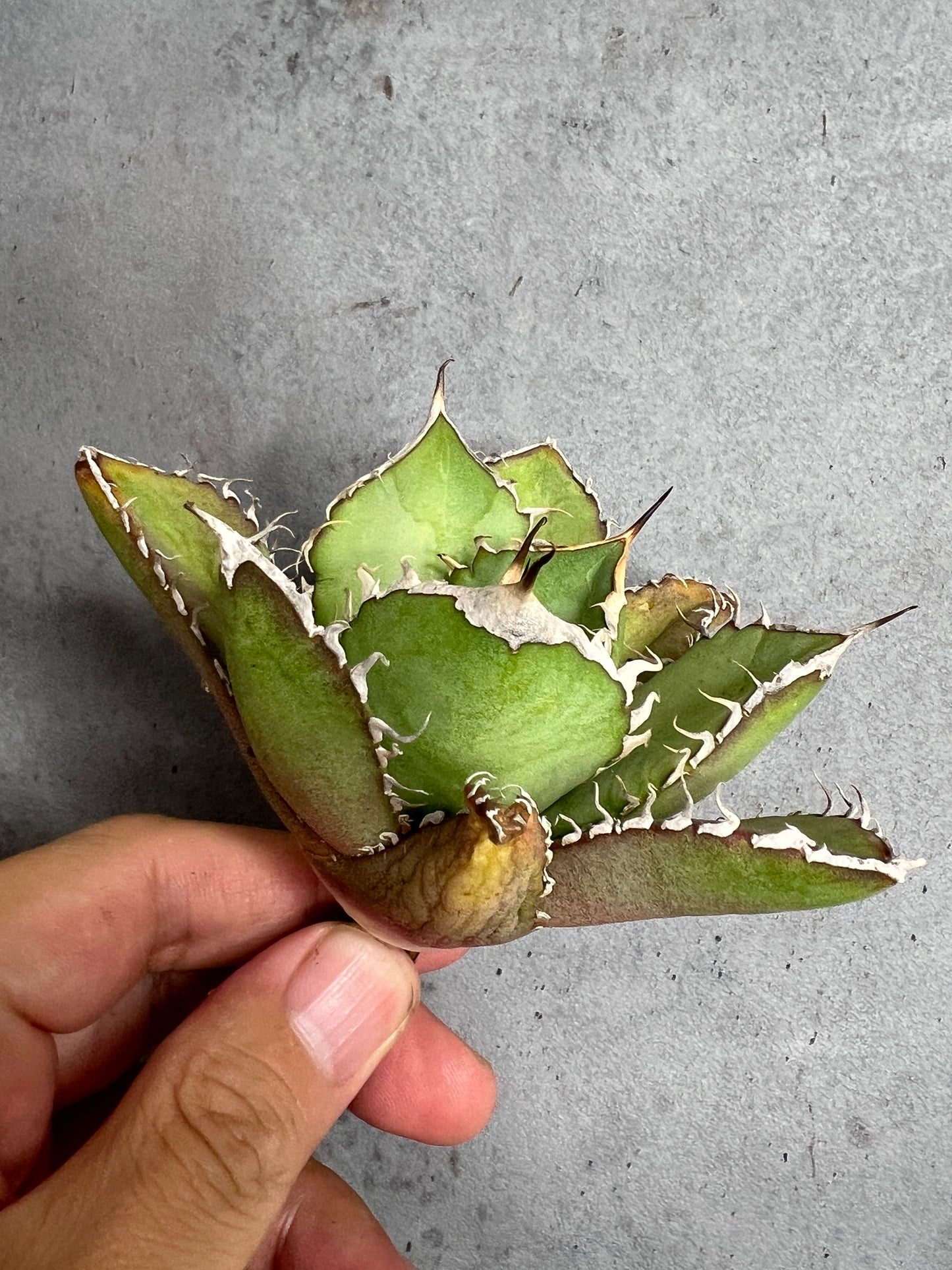 アガベ オテロイ 実生株 管理番号236